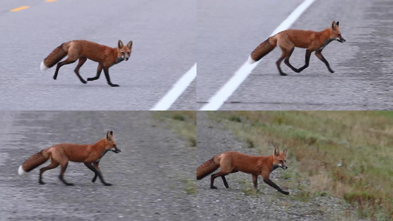 野外的红狐狸