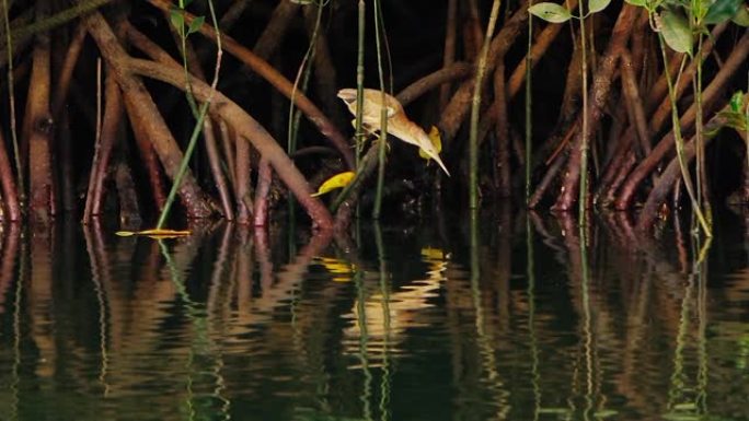 一只小灰鹭从河上的红树林中钓鱼。在野外射击。坐着不动，寻找鱼