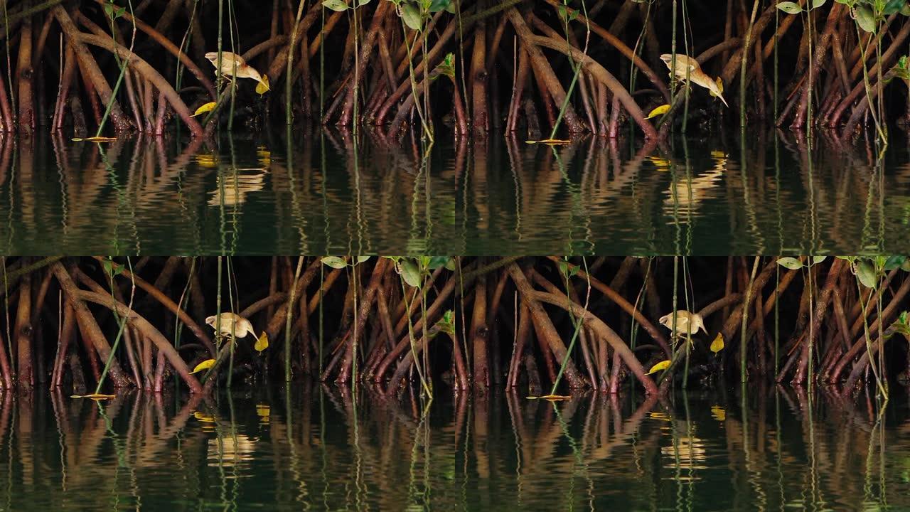 一只小灰鹭从河上的红树林中钓鱼。在野外射击。坐着不动，寻找鱼