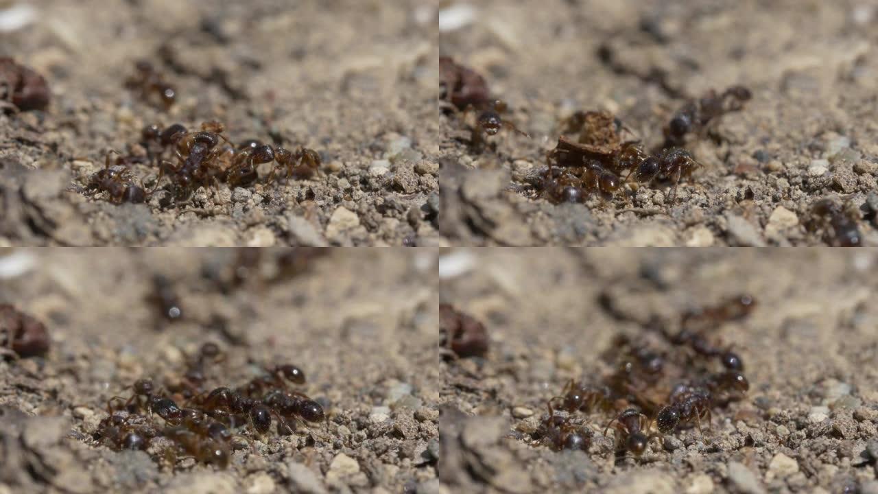 蚂蚁的宏观视频