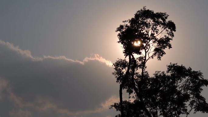 透过树木的逆光夕阳