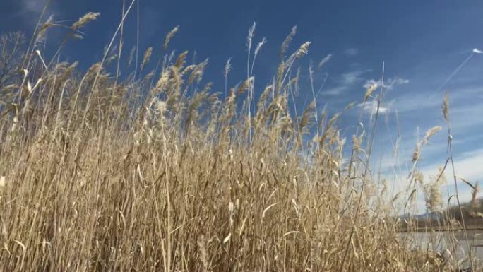 科罗拉多州西部的河底高草吹早春户外自然元素