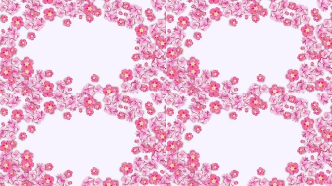 粉色花卉复制空间背景。鲜花盛开。孤立在白色背景上。绣球花和abutilon