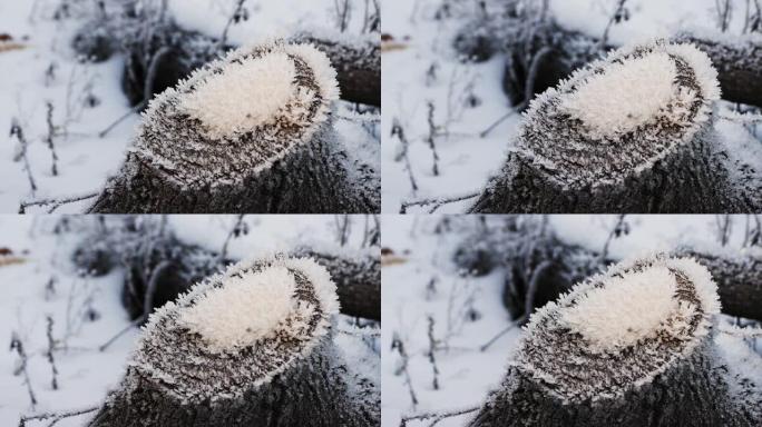 一个覆盖着闪闪发光的霜冻的小树桩的特写镜头。