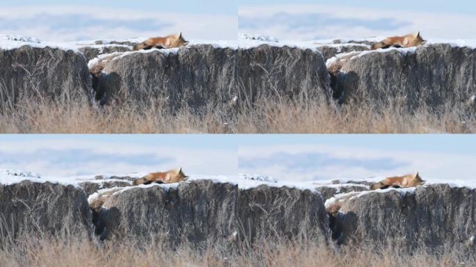 睡在干草上的红狐狸