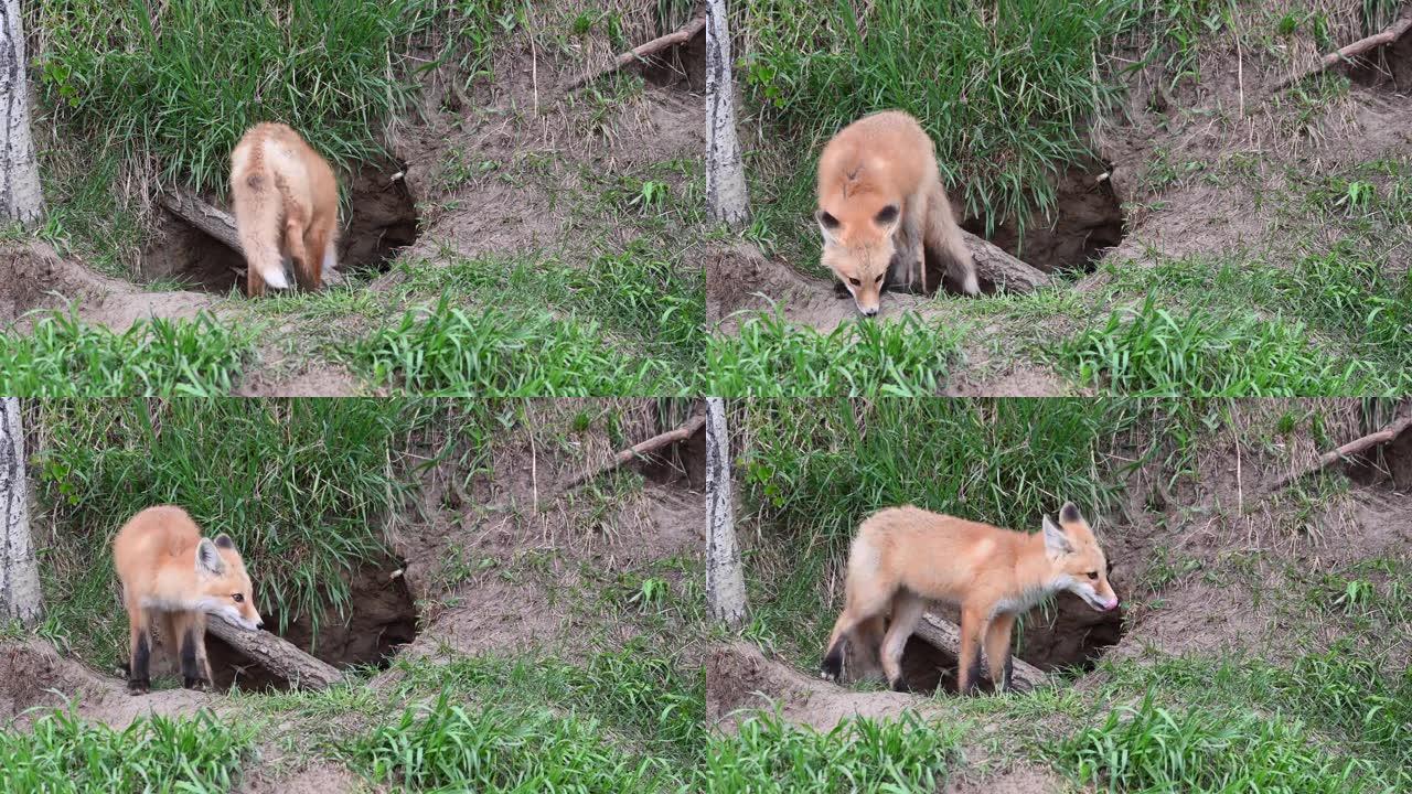 野外的红狐狸