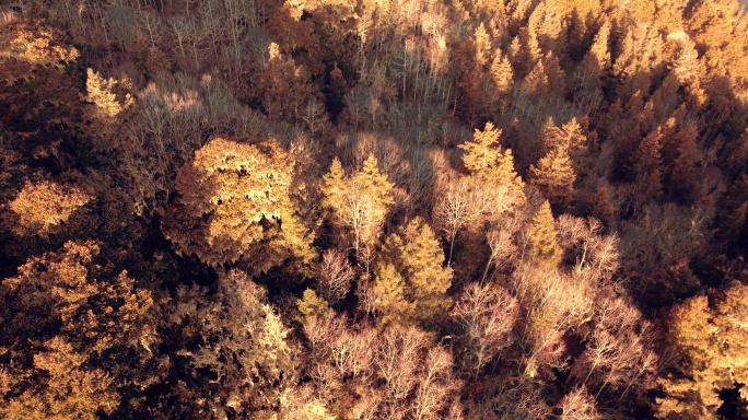 航拍高原的一片金秋天银杏红枫树叶