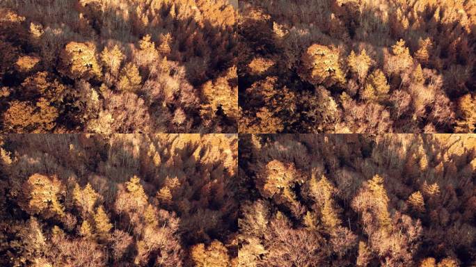 航拍高原的一片金秋天银杏红枫树叶