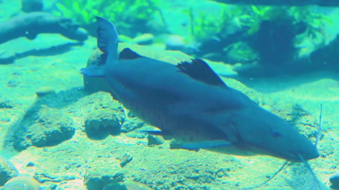 在水中游泳的鲸鲨 在水中游泳的海狮 人们在水族馆潜水