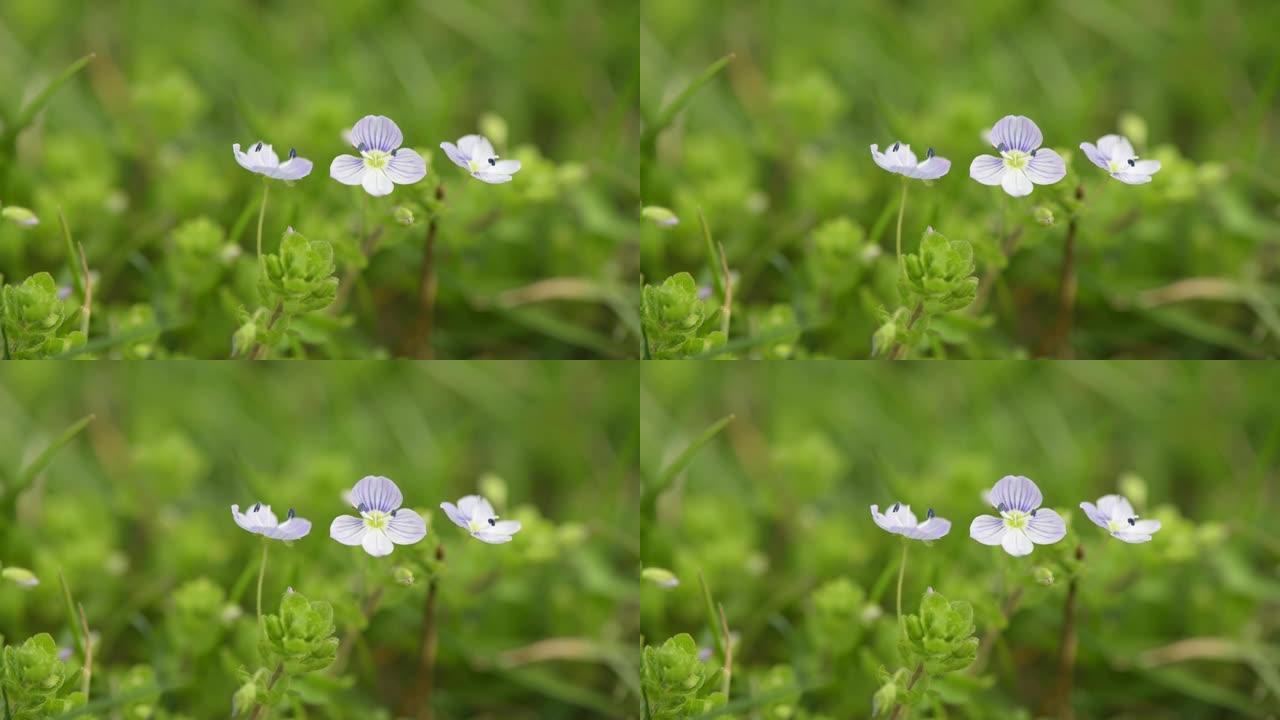 风中娇艳的春花