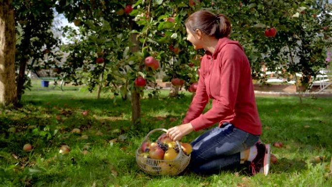 果园里的女人从树上收集成熟的苹果，然后把它们放在篮子里