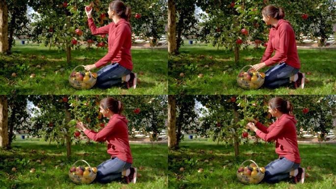 果园里的女人从树上收集成熟的苹果，然后把它们放在篮子里