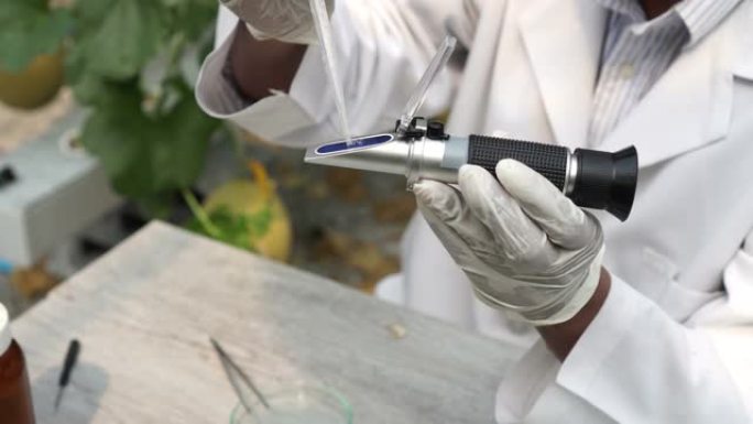 农业研究科学家使用糖度折射仪甜度测试工具在甜瓜农场测试甜度和甜度水平