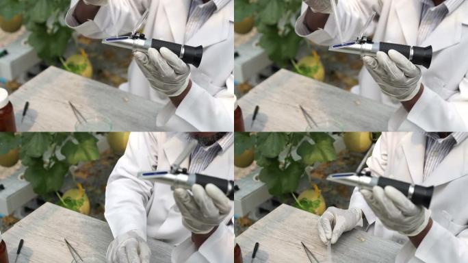 农业研究科学家使用糖度折射仪甜度测试工具在甜瓜农场测试甜度和甜度水平