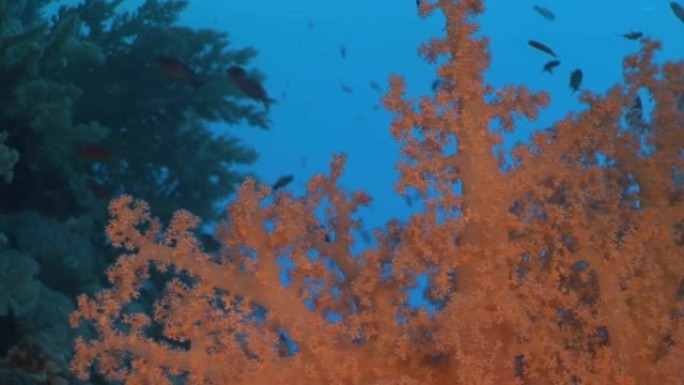 关于红海珊瑚礁的水下放松视频。
