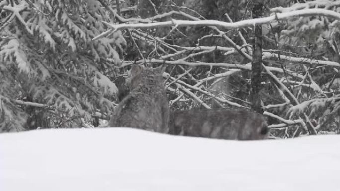 野外的加拿大山猫