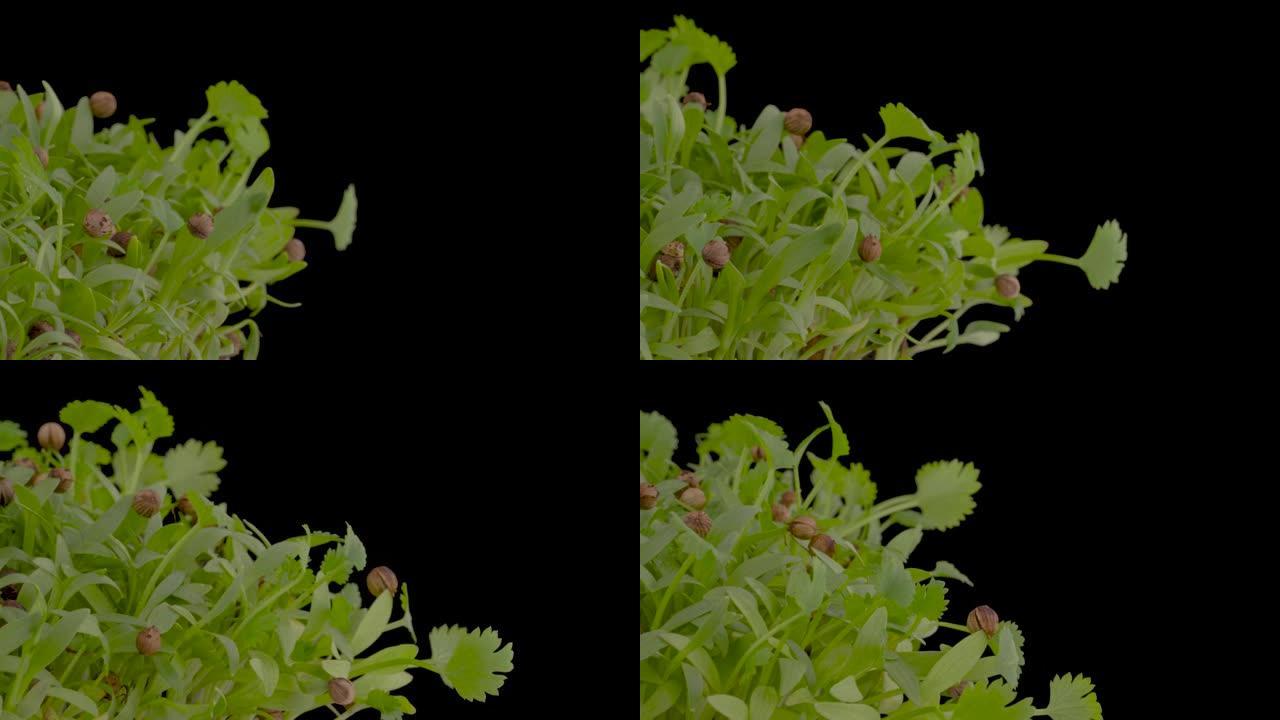 在转盘上旋转的新鲜微绿的特写镜头。孤立，在黑色背景上。种植香菜。健康营养理念