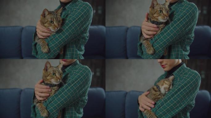 关怀主人怀抱中呼呼猫的肖像