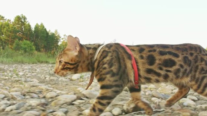 一只猫孟加拉走在绿色的草地上。孟加拉小猫学会沿着森林散步。亚洲豹猫试图躲在草丛中。芦苇在自然界中驯养