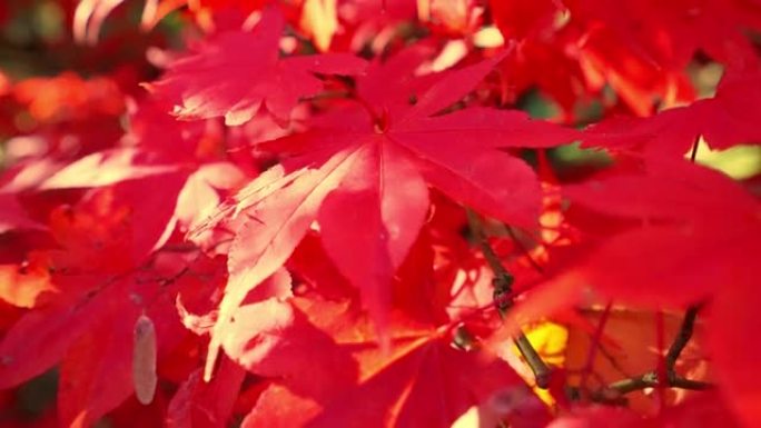 日本秋天在明亮的bokeh背景下晃动的红枫叶