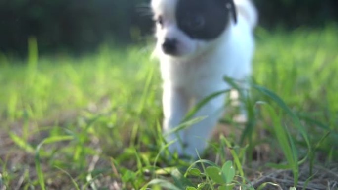 可爱的小狗在草地上玩股票照片