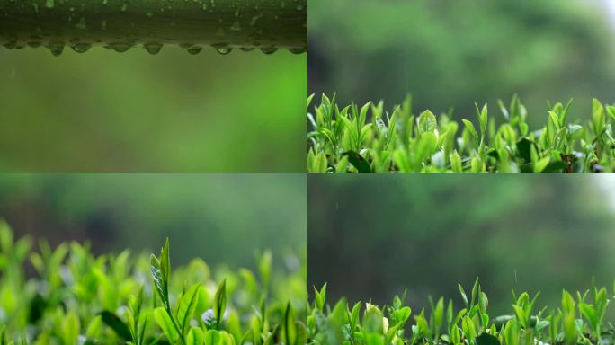 雨季武夷山景区岩茶