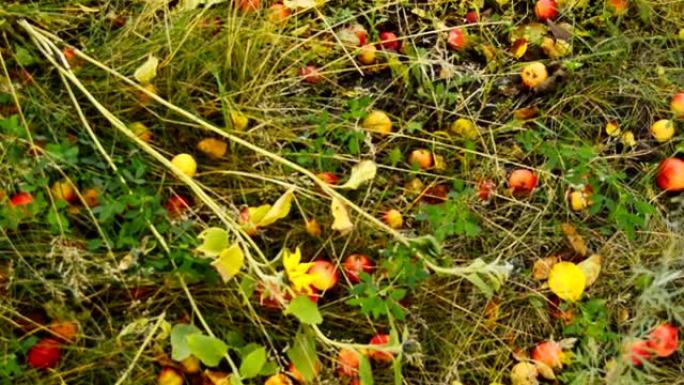成熟的苹果，从苹果树上掉下来，躺在草地上和花园里的小路上。秋季景观