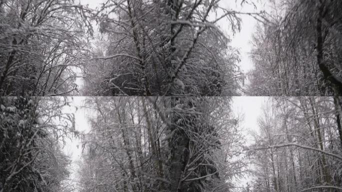 暴风雪过后，在雪树下开车。美丽的冬季风景。