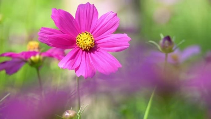美丽的粉红色宇宙花朵在春天的花园里盛开，春天季节的早晨开花