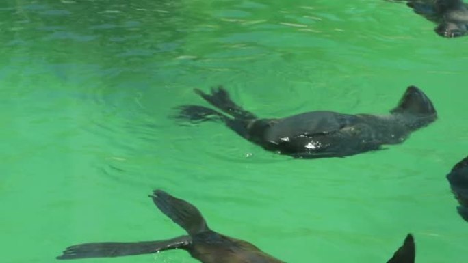 海豹在水中游泳和翻筋斗。晴天