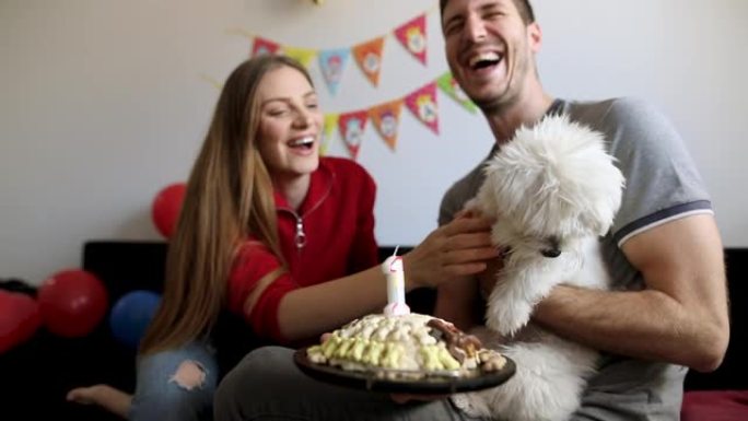 庆祝宠物生日的年轻夫妇。马耳他狗生日派对
