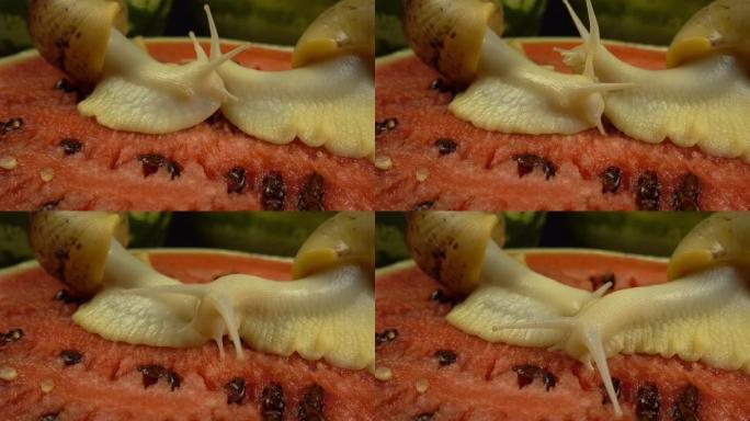 西瓜上非洲巨型蜗牛的宏观芽。Achatina reticulata蜗牛在西瓜背景上缓慢地相互接触。浪