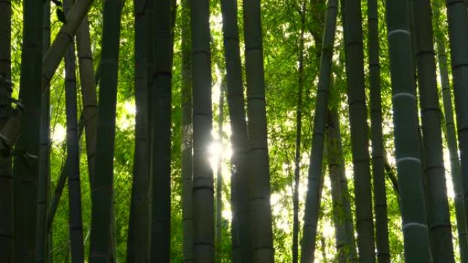 竹林。阳光。叶缝太阳光普照竹子竹林氧吧树