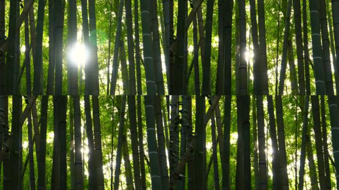 竹林。阳光。叶缝太阳光普照竹子竹林氧吧树