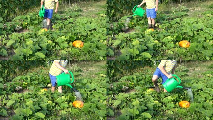 在ow生态园浇灌成熟蔬菜南瓜的男性农民。