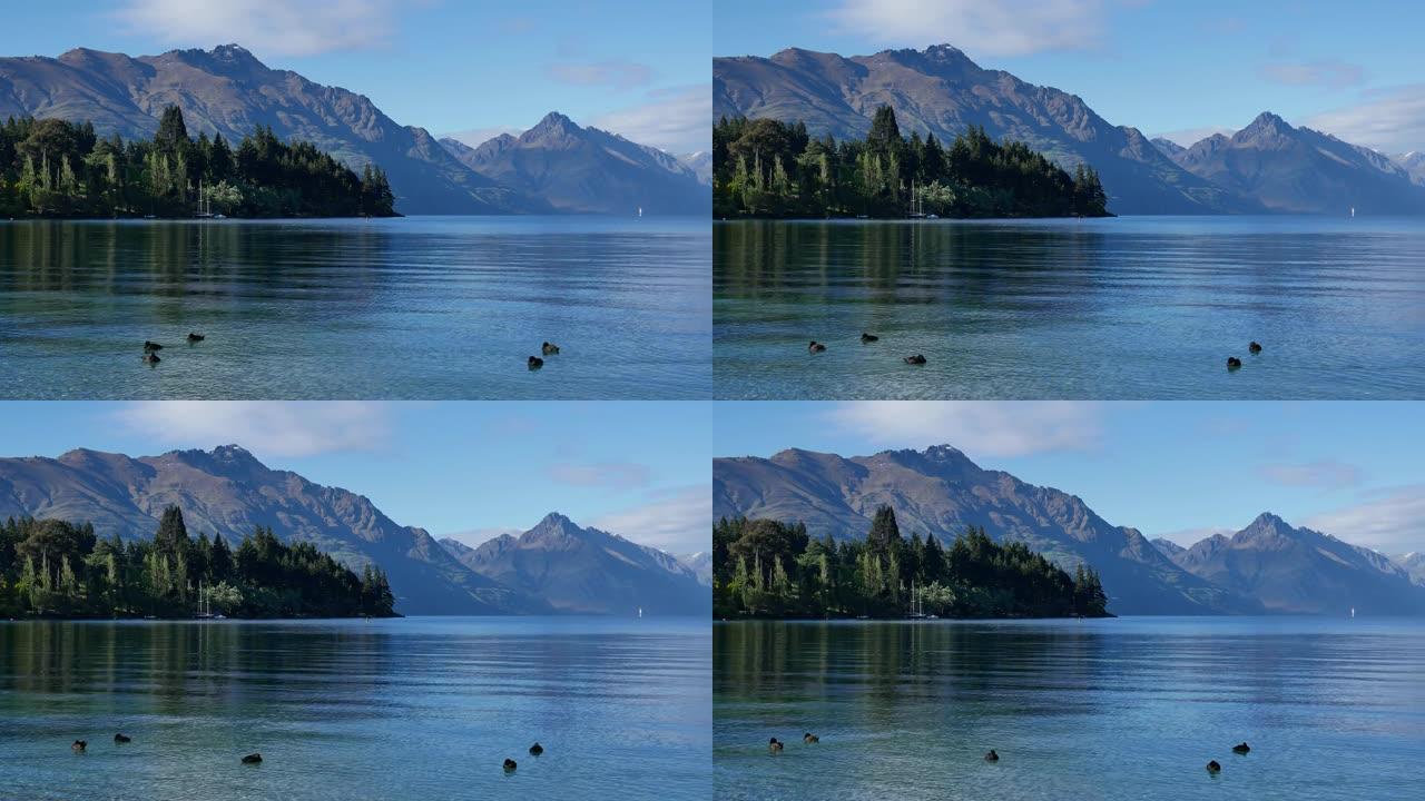 野鸭在瓦卡蒂普湖游泳。