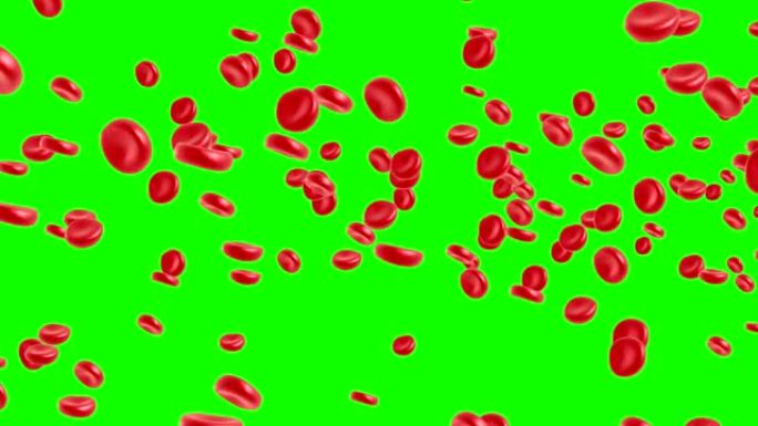 在绿色屏幕上，红细胞在静脉或动脉中流动。3d渲染4k动画。