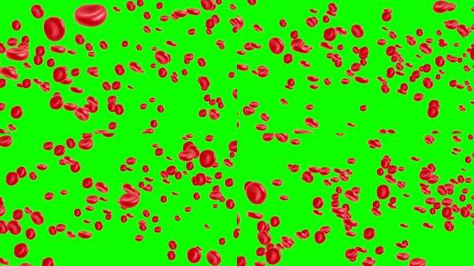 在绿色屏幕上，红细胞在静脉或动脉中流动。3d渲染4k动画。