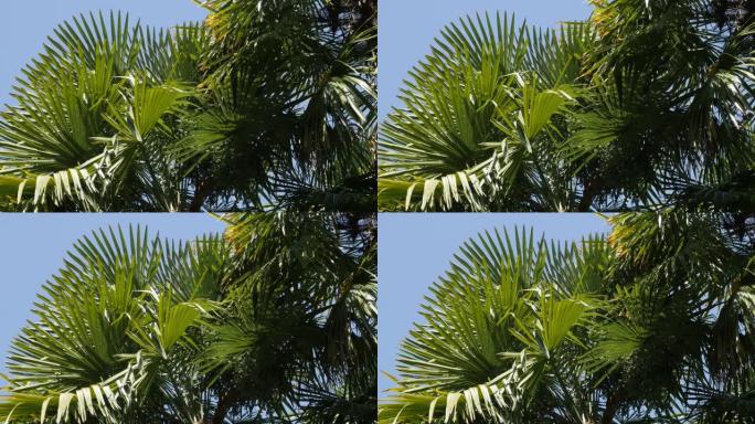 风4K上的绿色棕榈树长叶