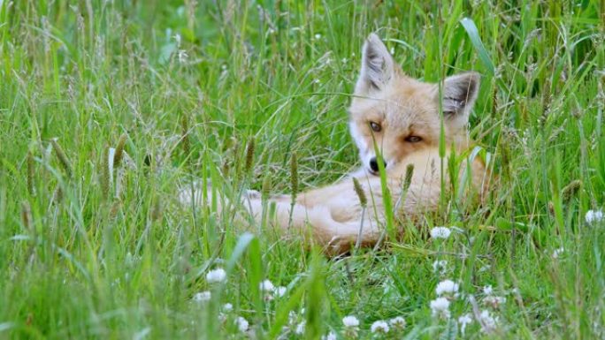 一只叫虾夷红狐的红狐生活在日本北海道。