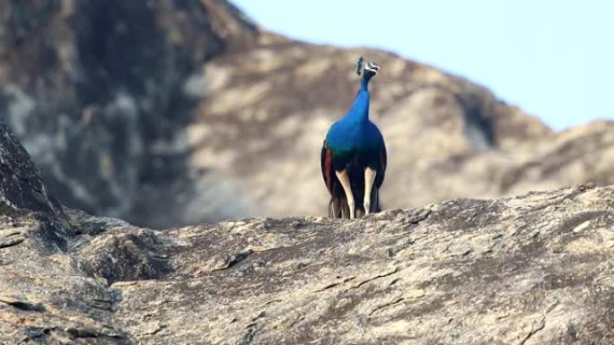 野外的印度孔雀或蓝色孔雀 (Pavo cristatus)