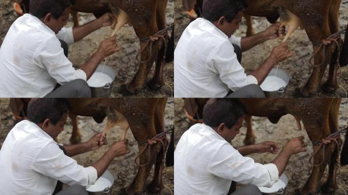 一个奶农在他当地的奶牛场挤奶，这是印度的农业场景。