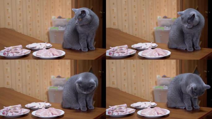 饥饿的英国猫坐在桌子上看着鸡肉，用舌头舔嘴