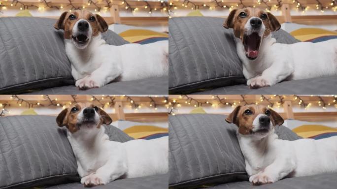 慢动作杰克罗素梗品种的狗特写镜头，躺在床上的灰色床罩上，打哈欠，同时在散景明亮的灯光下看着它的主人。