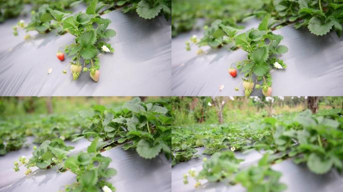 草莓农业大棚种植采摘丰收农民水果草莓
