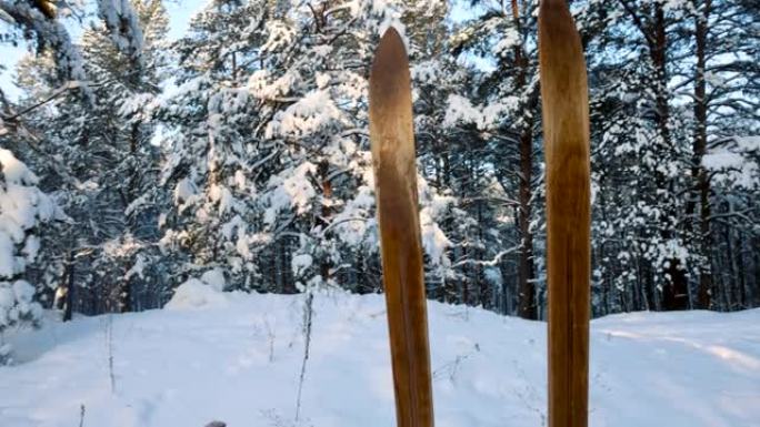 在阳光明媚的冬日，古老的木头野外滑雪板，滑雪杖站在白雪皑皑的森林里。滑雪旅游