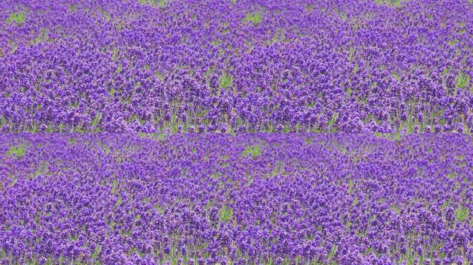 薰衣草户外紫色花朵自然阳光明媚春天美好