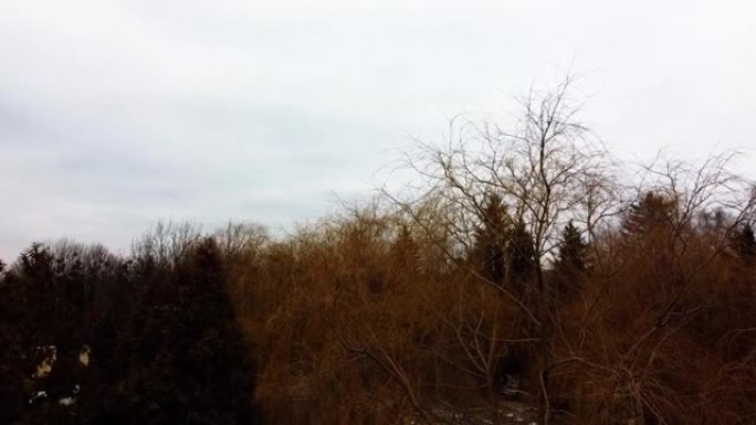 无人机飞越树木的鸟瞰图。