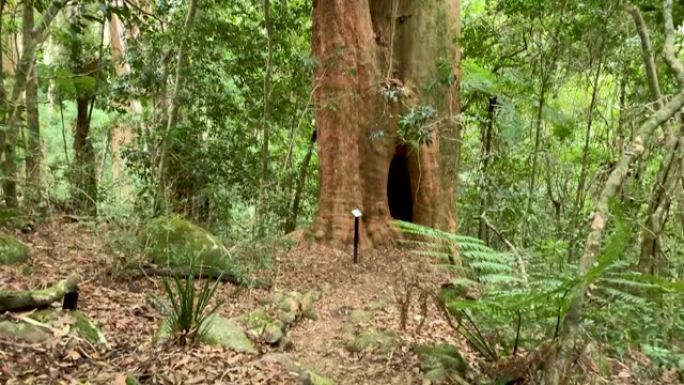 澳大利亚雨林4k巨树的垂直平移视图