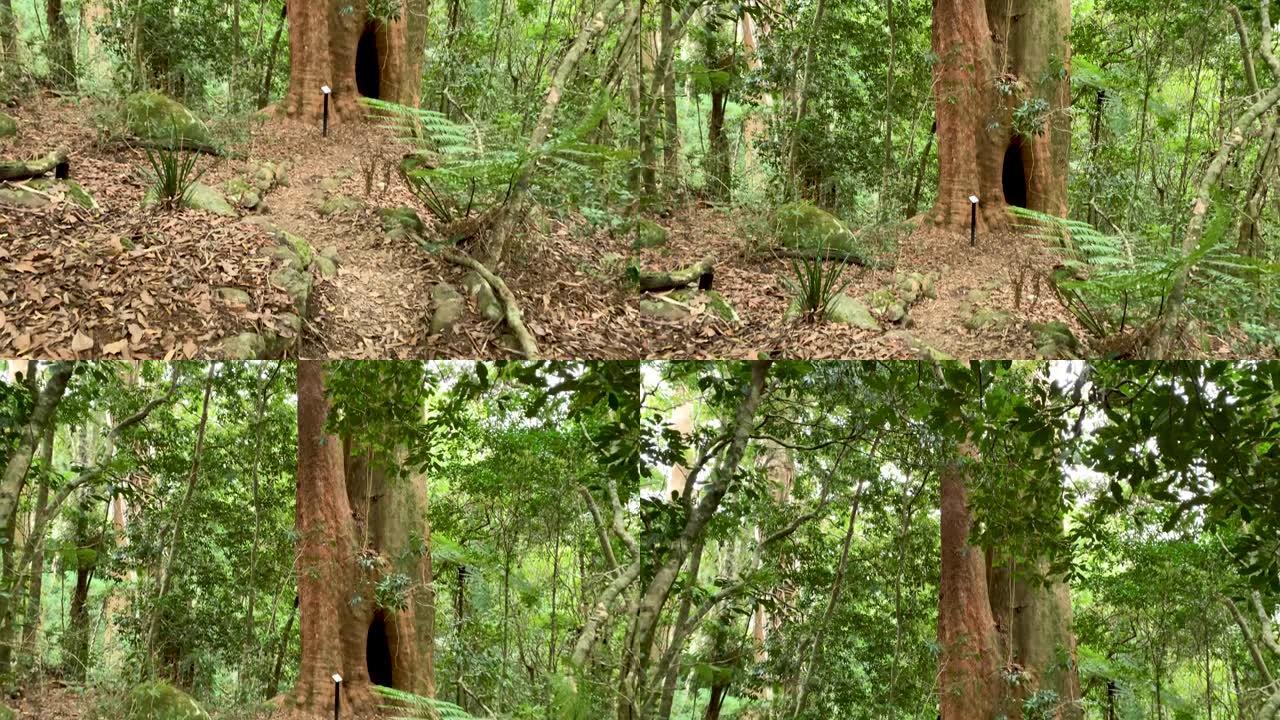 澳大利亚雨林4k巨树的垂直平移视图